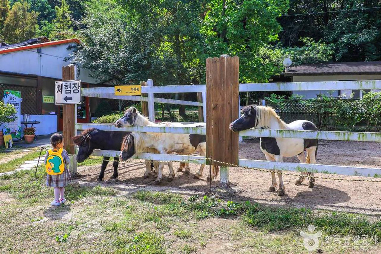 From Seoul: Wonju Nature Day Trip, Ginkgo Tree & Cable Car A. [Spring] Sogeumsan Cable Car & Cherry Blossom Tunnel Tour