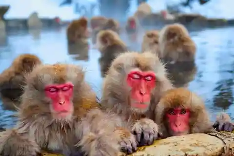 Depuis Tokyo ou Nagano : Excursion privée d'une journée au parc des singes des neiges