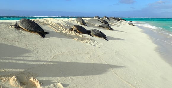 Enchanting Small Group Circle Island Tour of Oahu paradise
