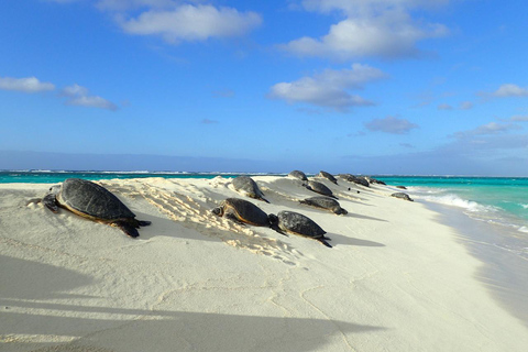 Visite en petit groupe autour de l&#039;île paradisiaque d&#039;OahuVisite en petit groupe autour de l&#039;île d&#039;Oahu Paradi