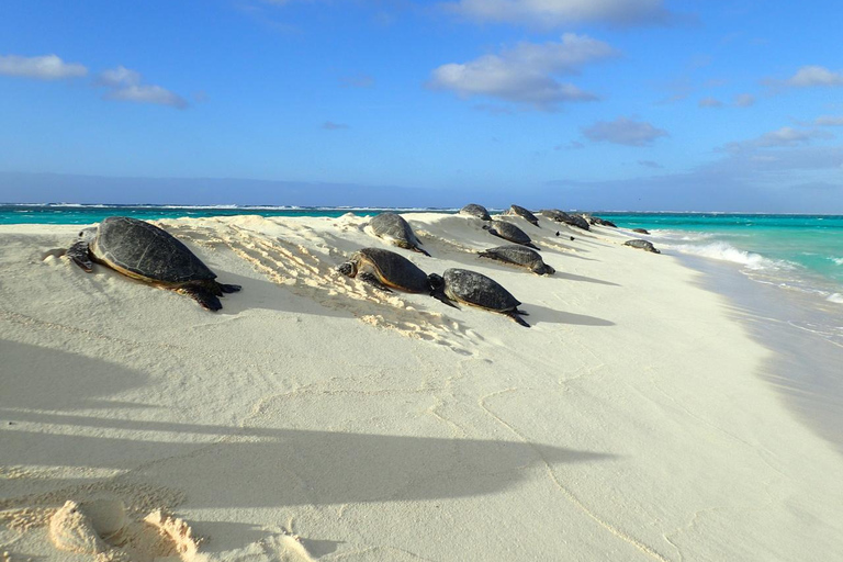 Enchanting Small Group Circle Island Tour of Oahu paradise Enchanting Small Group Circle Island Tour Across Oahu Paradi