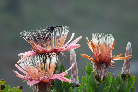 Cape Town: Table Mountain, Kirstenbosch Botanic Garden Tour Small Shared Group Tour ( All fees Entry are included)