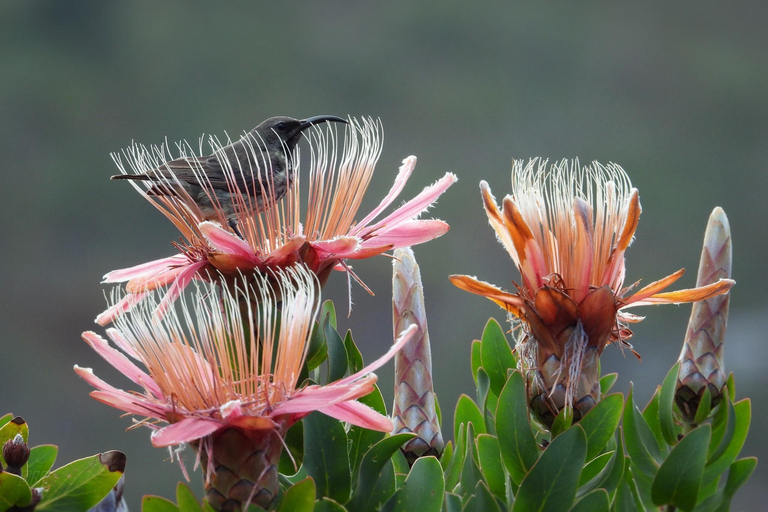 Cape Town: Table Mountain, Kirstenbosch Botanic Garden Tour Small Shared Group Tour ( All fees Entry are included)