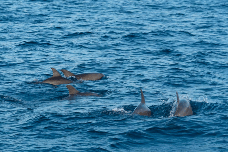 Mirissa: Whale Watching Cruise With Blue Whales & Dolphins