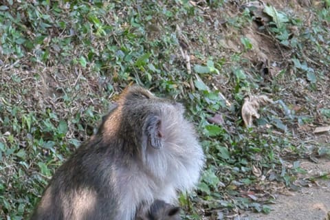 Bali: Authentic Village Life, Rice Fields & Local Restaurant