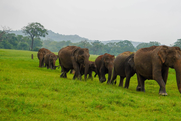Minneriya Safari: Morning Birds or Afternoon Herds