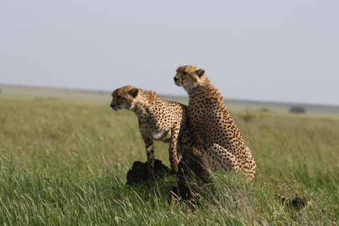 Arusha: 3-Day Safari to Tarangire, Lake Manyara, and …