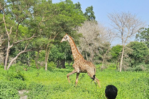 7-Day Senegal & Gambia Tour - Safari, Desert, Beach & Lions