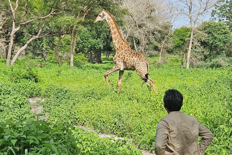 7-Day Senegal & Gambia Tour - Safari, Desert, Beach & Lions