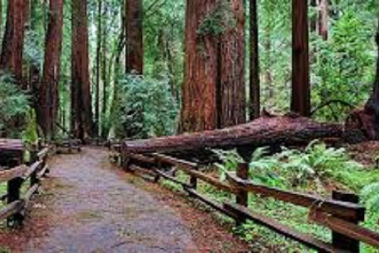 San Francisco: Muir Woods, Sausalito, & Battery Spencer Tour Tour W/Pick-up