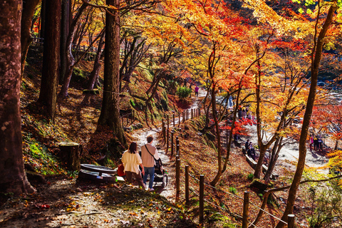 Nagoya: Autumn Korankei Gorge & Shikizakura Highlights Tour Shared Tour, Meet at Chubu Electric Power MIRAI Tower