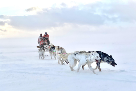 Island-Husky-Tour – Fahrt- und Kuschel-ErlebnisIsland: Husky-Schlittenfahrt und Kuschelerlebnis