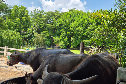 Bangkok to DuBua Café & Amphawa Private Day Trip