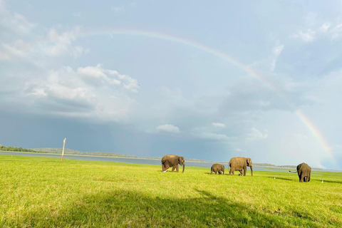 Minneriya National Park: Elephant Watching Safari with Guide Minneriya National Park: Sunrise Elephant Safari with Guide