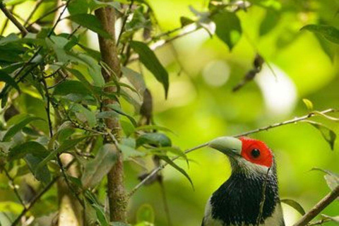 Muthurajawela Bird Watching Boat Tour & Colombo City Tour Tour from Bentota, Ahungalla, Hikkaduwa