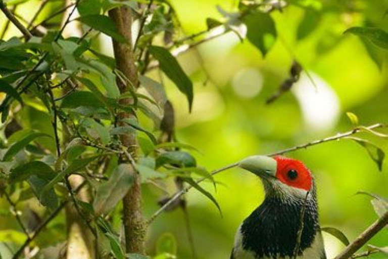 Muthurajawela Bird Watching Boat Tour & Colombo City Tour Tour from Bentota, Ahungalla, Hikkaduwa