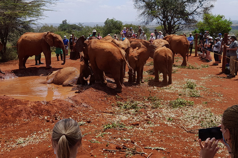 Nairobi: Parco nazionale, orfanotrofio degli elefanti e tour delle giraffe