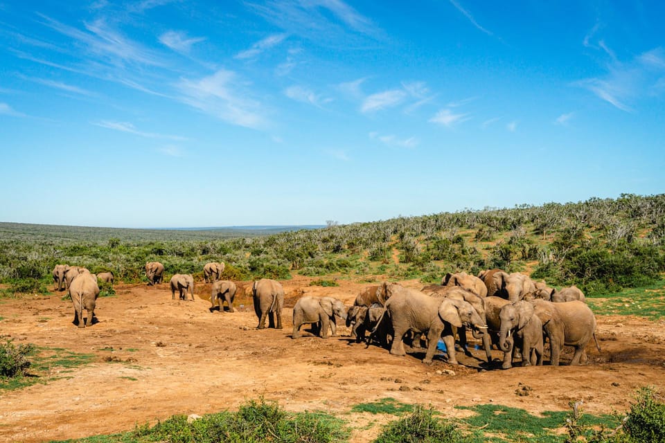 Port Elizabeth'ten: Addo Fil Ulusal Parkı Safari | GetYourGuide