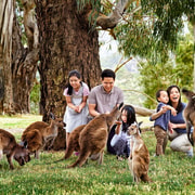 Melbourne Highlights & Aussie Wildlife Express Tour