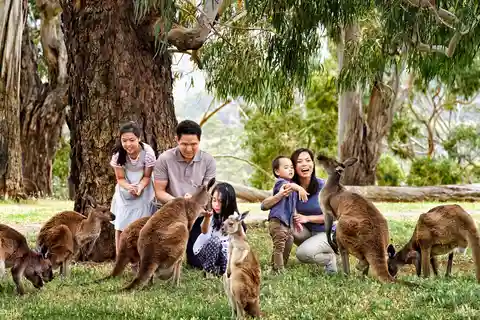 Excursão Melbourne Highlights & Aussie Wildlife Express