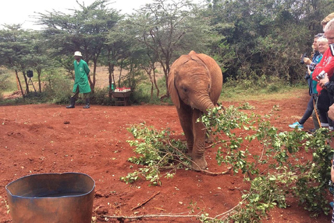 Nairobi: Elefantbarnhemmet, Giraffcentret och Karen Blixen