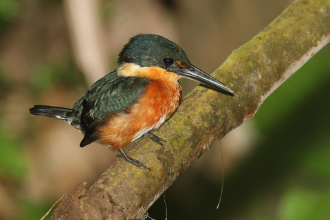 Carara National Park: Guided Walk Carara Costa Rica Nature