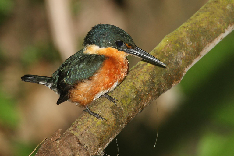 Parque Nacional de Carara: Paseo guiado Carara Costa Rica Naturaleza