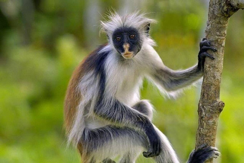Zanzíbar: Bosque de Jozani, playa Starfish y restaurante RockIsla de Zanzíbar: crucero al atardecer en dhow con refrigerio