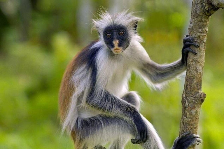 Zanzíbar: Bosque de Jozani, playa Starfish y restaurante RockIsla de Zanzíbar: crucero al atardecer en dhow con refrigerio