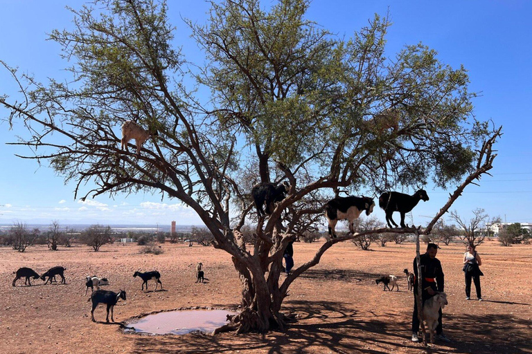 Agadir/Taghazout: Buggy, Goats in Argan Trees & Moroccan Tea Agadir: Buggy Adventure, Goats in Argan Trees & Moroccan Tea