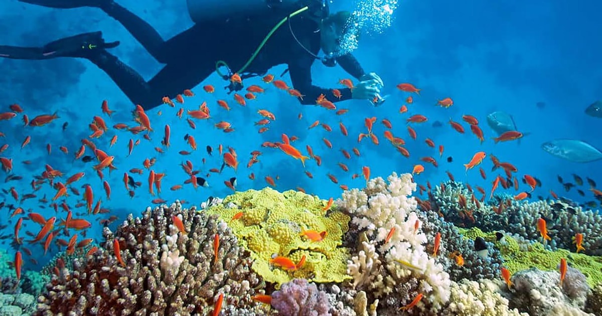 Angra dos Reis: Safe and Fascinating Diving Experience | GetYourGuide