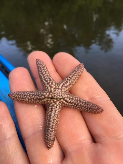 Marco Island: Mangrove Maze Kayak Tour (2hrs) | GetYourGuide