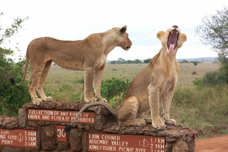 Parco nazionale di Nairobi, orfanotrofio degli elefanti e centro delle giraffe.Parco nazionale di Nairobi, orfanotrofio degli elefanti centro delle giraffe