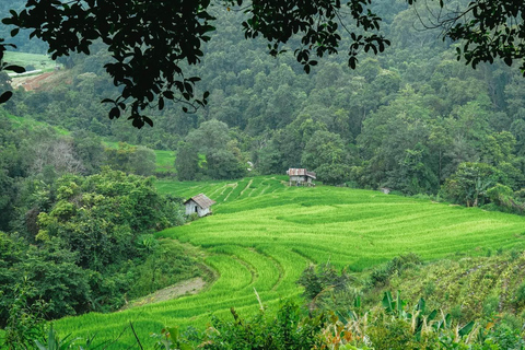 Randonnée dans le parc national de Doi Inthanon et randonnée sur le sentier de Pha Dok SiewVisite du parc national de Doi Inthanon et randonnée sur le sentier Pha Dok Siew