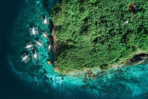 Cebu : Course de sardines et plongée en apnée avec les tortues - Moalboal