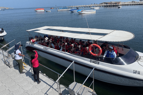 Paracas: Ballestas Islands Morning Boat Tour