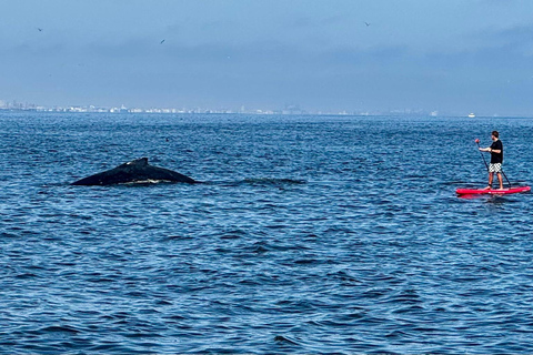 Walvis Bay: Seal Kayaking Adventure with Brunch