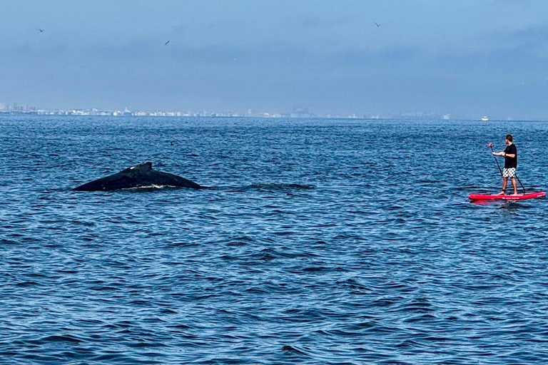 Walvis Bay: Seal Kayaking Adventure with Brunch