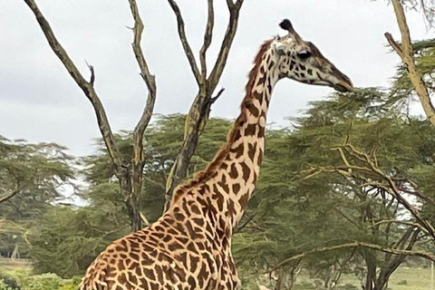 Escursione di un giorno al Parco Nazionale del Lago Nakuru da Nairobi