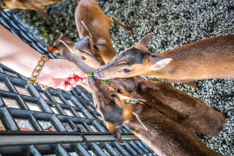 Da Taipei: Tour di un giorno di animali divertenti e naturali a Yilan