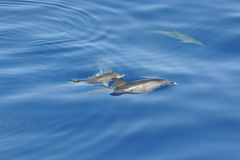 Calheta: Private Catamaran Tour - With Open Bar & Snacks Sunset Tour with Snorkeling & Paddleboarding/ Max 18 people