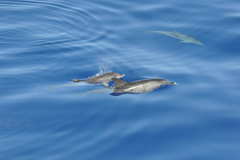 Calheta: Private Catamaran Tour - With Open Bar & Snacks Sunset Tour with Snorkeling & Paddleboarding/ Max 18 people