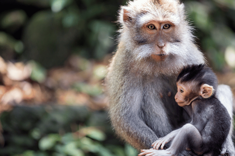 Bali: Ubud Rice Terraces, Monkey Forest & Waterfall Tour Full Package: All entry fees & lunch included