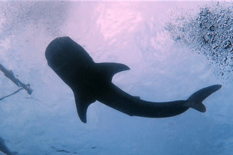 Puerto Princesa: Guided Diving Tour with Snacks Puerto Princesa: 3 Guided Diving Tour with Lunch