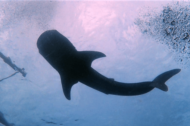 Puerto Princesa: Guided Diving Tour with Snacks Puerto Princesa: 3 Guided Diving Tour with Lunch