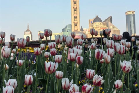 Shanghai: Yu Garden, The Bund, and Lujiazui Day Tour