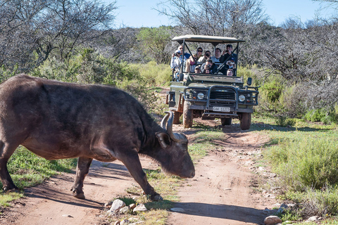 Från Kapstaden: 3-dagars Garden Route Highlights och 4x4 SafariDelad gruppresa med delad sovsal Backpacker Hostel Stay