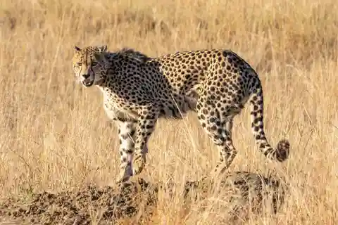 Excursão de dois dias de Hazyview a Kruger Park Safari & Panorama Route