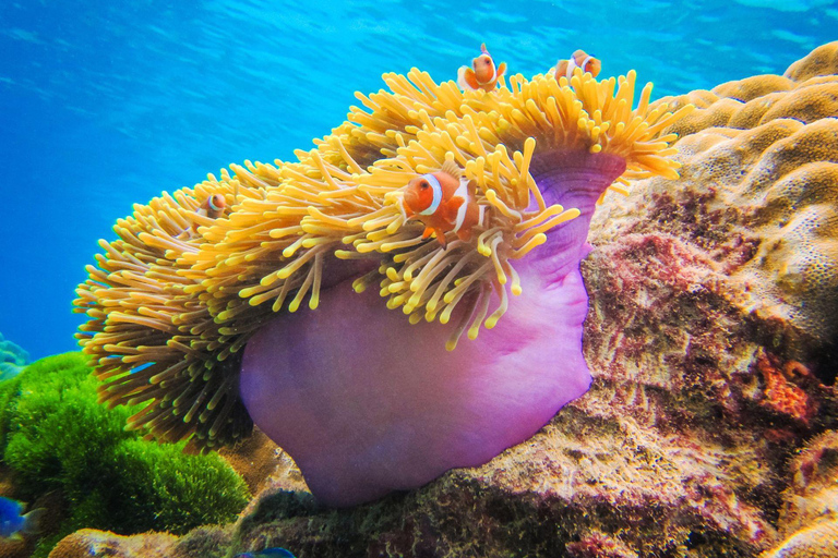 Phuket: Dagsutflykt till Koh Rok och Koh Ha (bästa av marinparken)