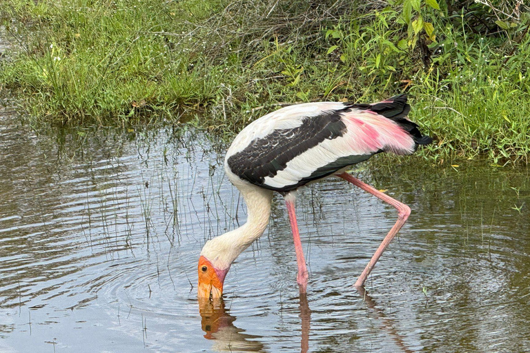 Anuradhapura: Wilpattu National Park Jeep Safari with Meals Excluding Entry Tickets